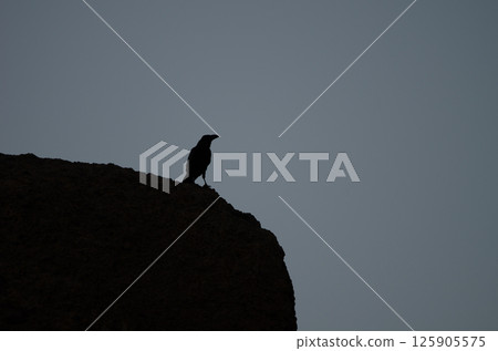 Common raven at sunset. Common raven at sunset. 125905575