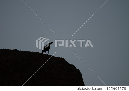 Common raven at sunset. Common raven at sunset. 125905578
