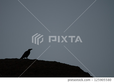 Common raven at sunset. Common raven at sunset. 125905580