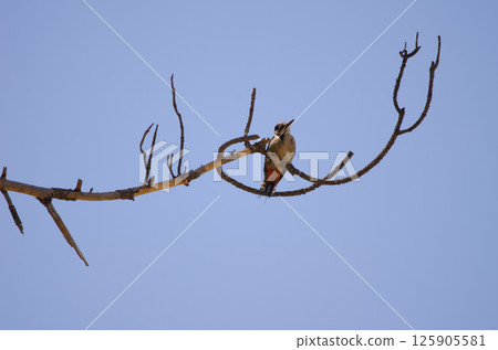 Great spotted woodpecker, Great spotted woodpecker, 125905581