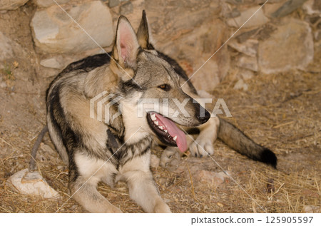 Dog Lobito Herreno. 125905597