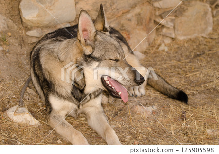 Dog Lobito Herreno. 125905598