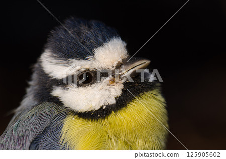 African blue tit. African blue tit. 125905602
