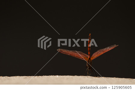 Rear view of a male red-veined dropwing. 125905605