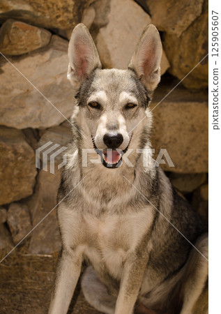 Dog Lobito Herreno. 125905607