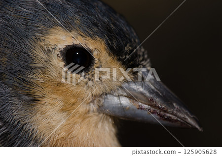 Canary Islands chaffinch. 125905628