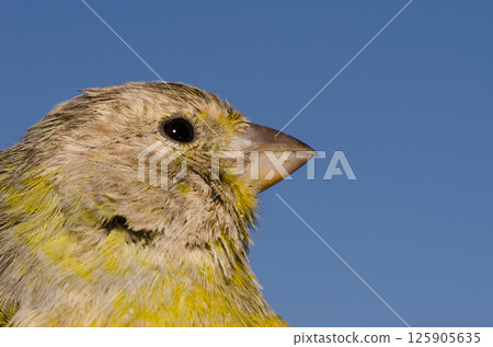 Atlantic canary Serinus canaria. Atlantic canary Serinus canaria. 125905635