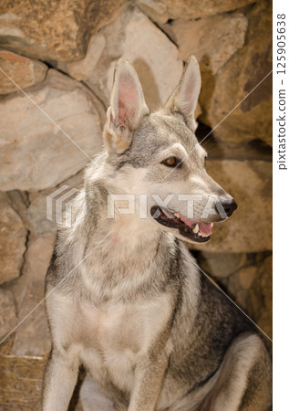 Dog Lobito Herreno. 125905638