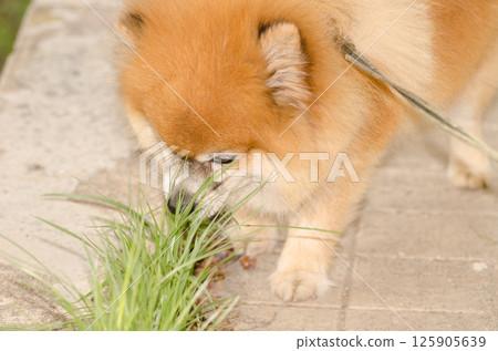 Pomeranian dog sniffing the grass. 125905639
