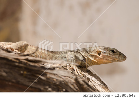 Gran Canaria giant lizard. Gran Canaria giant lizard. 125905642