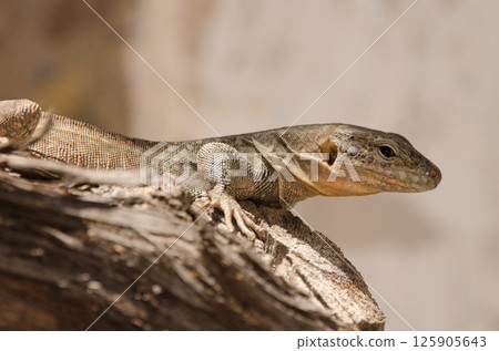 Gran Canaria giant lizard. Gran Canaria giant lizard. 125905643