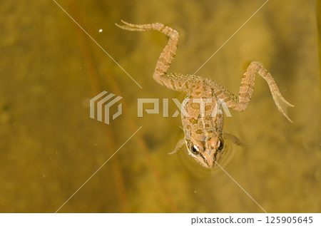 Perez's frog in a pond. 125905645
