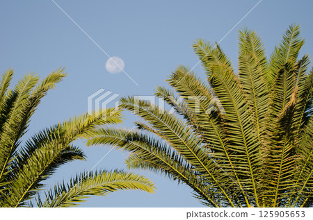 Canary Island date palms and full moon. 125905653