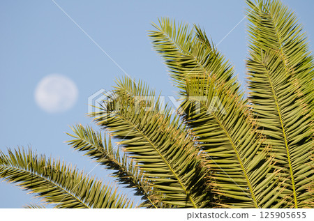 Canary Island date palm and full moon. 125905655
