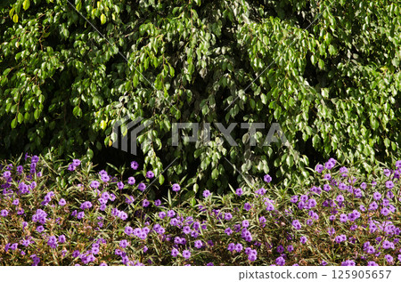 Mexican petunia in flower and fig tree. 125905657