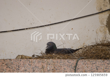 Domestic pigeon in its nest. Domestic pigeon in its nest. 125905659