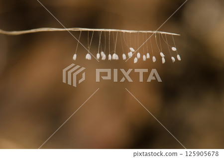 Stalked eggs of green lacewing. Stalked eggs of green lacewing. 125905678