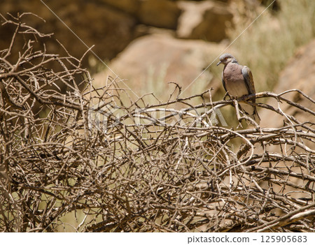 European turtle dove. European turtle dove. 125905683