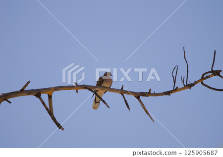 European turtle dove. European turtle dove. 125905687