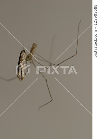 Cosmopolitan cellar spider with a prey. 125905689