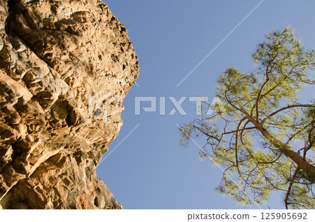 Cliff and Canary Island pine. Cliff and Canary Island pine. 125905692