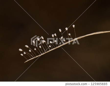 Stalked eggs of green lacewing. Stalked eggs of green lacewing. 125905693