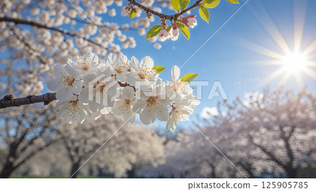 White cherry blossom flowers blooming on branch in spring with sun shining White cherry blossom flowers blooming on branch in spring with sun shining 125905785