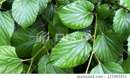 Fresh green season, mulberry leaves wet with rain, in the forest after rain, fresh mulberry leaves 125905851