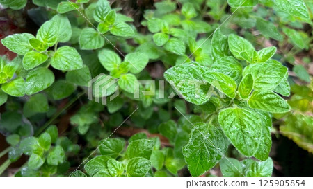 Rain-soaked oregano leaves, fresh oregano leaves, spice herb oregano leaves Rain-soaked oregano leaves, fresh oregano leaves, spice herb oregano leaves 125905854
