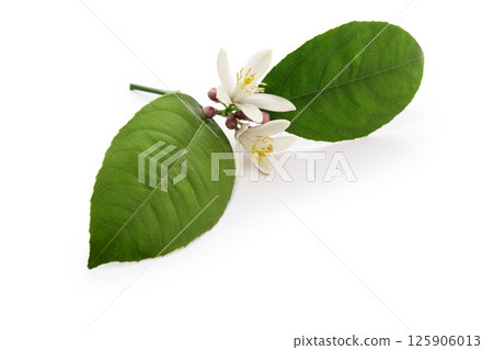 Lemon Flower 125906013