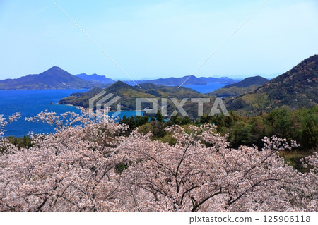 [愛媛郡] 博多海山公園與岩城島（島波海道）春季櫻花盛開 125906118