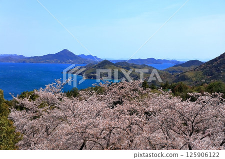 [Ehime Prefecture] Spring cherry blossoms bloom at Hakatajima Kaizan Park and Iwagi Island (Shimanami Kaido) 125906122