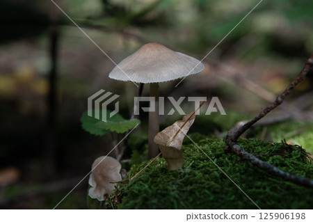 Mushroom gray toadstool among yellow leaves. Autumn. Mushroom gray toadstool among yellow leaves. Autumn. 125906198