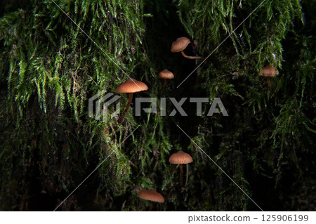 A family of small brown mushrooms among the moss. A family of small brown mushrooms among the moss. 125906199