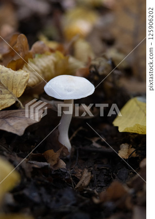 White toadstool mushroom among yellow leaves. Autumn. White toadstool mushroom among yellow leaves. Autumn. 125906202