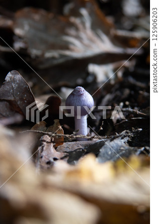 Inocybe geophylla paganka mushroom. Purple mushroom in autumn. 125906203