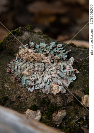 Parmelia lichen on a tree. Fungal tree disease. Vertical photo. Parmelia lichen on a tree. Fungal tree disease. Vertical photo. 125906206