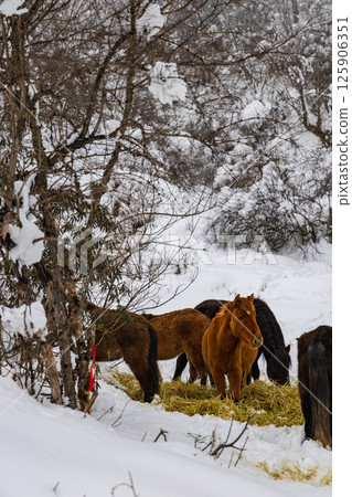 A herd of horses eating hay in the snow-covered mountains 125906351