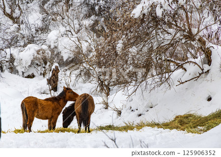 A herd of horses eating hay in the snow-covered mountains 125906352