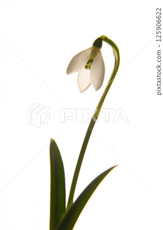 Fashion photo. White flower, snowdrop. On a white background. Vertically. Close up. Isolated. Spring flower. Fashion photo. White flower, snowdrop. On a white background. Vertically. Close up. Isolated. Spring flower. 125906622