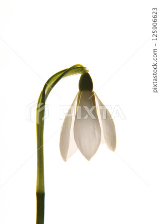 White flower, snowdrop. On a white background. Vertically. Close up. Isolated. Spring flower. White flower, snowdrop. On a white background. Vertically. Close up. Isolated. Spring flower. 125906623