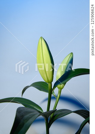 A branch of a white lily on a blue background with green leaves. closed buds. Vertical photo. A branch of a white lily on a blue background with green leaves. closed buds. Vertical photo. 125906624