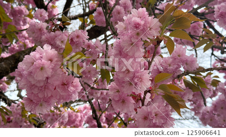 Blooming cherry blossoms in springtime showcasing vibrant pink petals and lush green leaves 125906641
