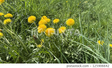Vibrant yellow dandelions blooming in lush green grass under bright sunlight 125906642