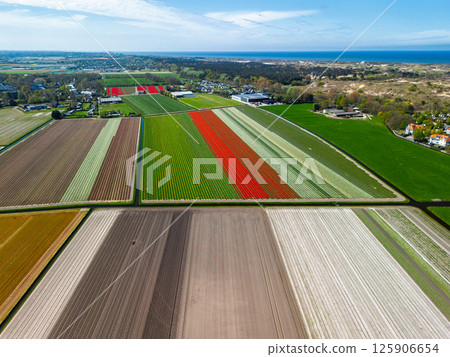 Aerial view of vibrant tulip fields in full bloom, surrounding industrial buildings in a rural landscape. Colorful rows of flowers stretch toward the horizon, blending nature with agriculture. 125906654