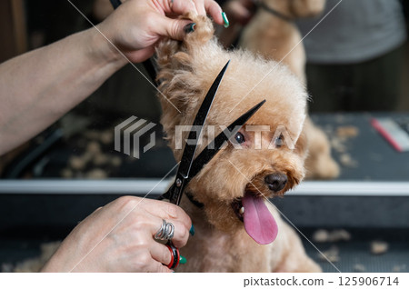 Groomer grooming a chocolate mini poodle.  125906714