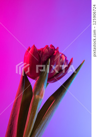 Red tulip on a gradient background. Floral bouquet of fresh flowers on a blue purple background with colorful neon lights and colored shadows. 125906724