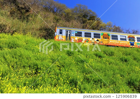【愛媛縣】烏墨的油菜花田和火車（夕陽映照下的油菜花大道） 125906839