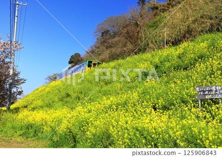 【愛媛縣】烏墨的油菜花田和火車（夕陽映照下的油菜花大道） 125906843