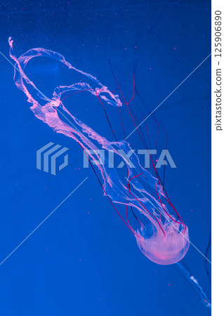 underwater photography jellyfish Purple striped jelly. Chrysaora colorata underwater photography jellyfish Purple striped jelly. Chrysaora colorata 125906890